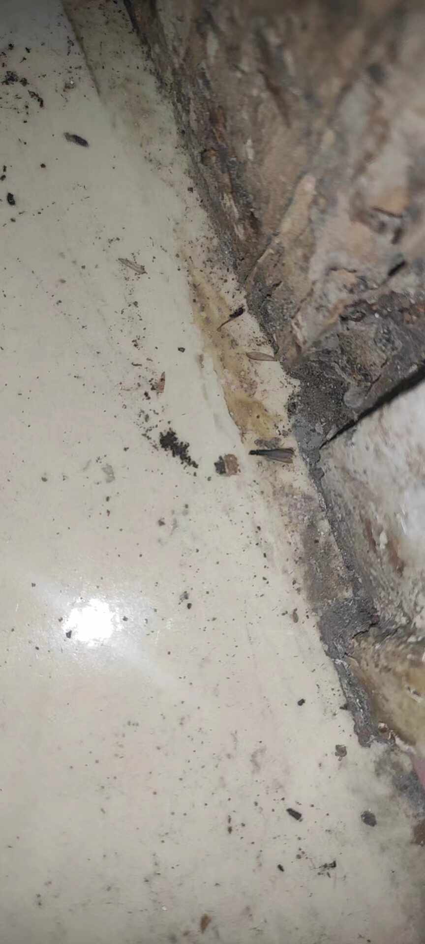 家里地上出現大片的蟲子怎么回事？